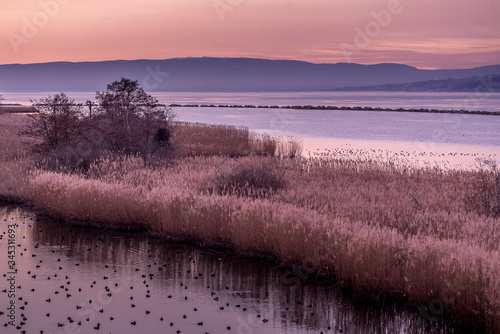 Group of birds in the swamp, reeds, trees and mountains at sunset. The natural reserve of Grangettes (La réserve des Grangettes) at Villeneuve in Switzerland. Pro natura. Bird Observatory site. photo