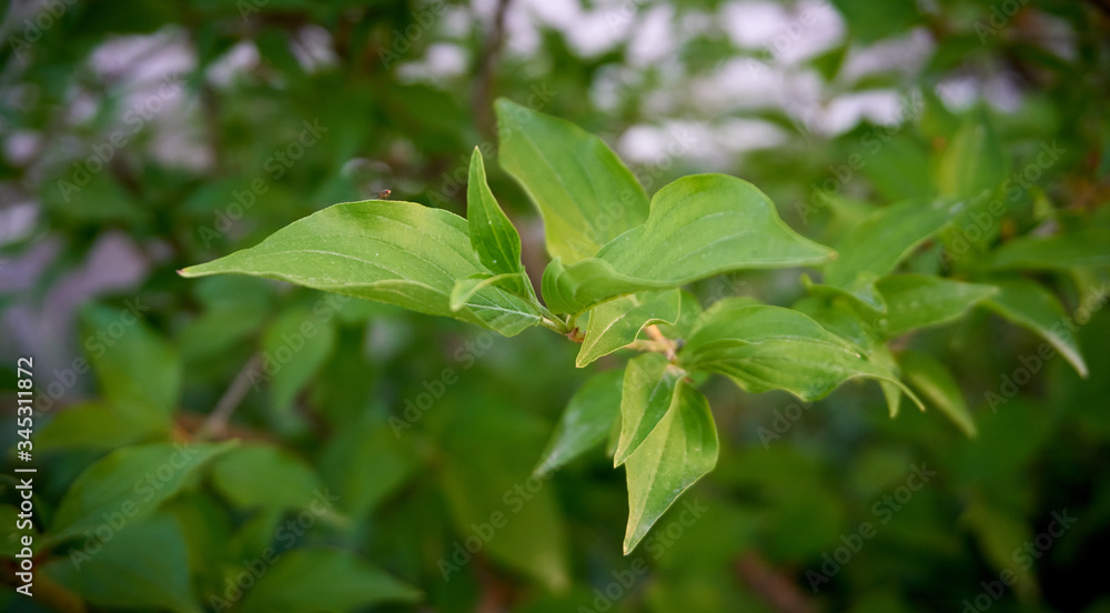 Near plan photo of green cranberry leaves Near plan photo of green cranberry leaves
