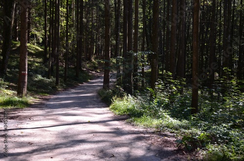 Wanderweg im Wald 