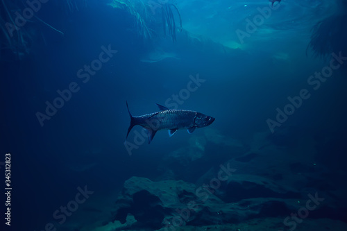 tarpon underwater, large sea fish, tarpon in the wild, fishing underwater photo