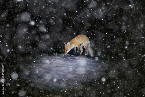 Canvas Print fox camera trap wildlife animal at night