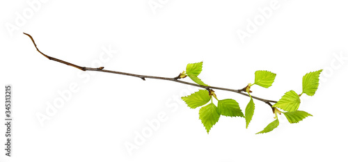 Canvas Print Twig of birch with spring small green leaves