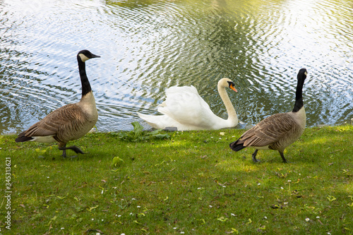 Two geese escorting a swan- odd animal friends