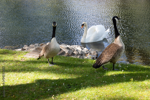 One swan and two geese as odd friends at a river
