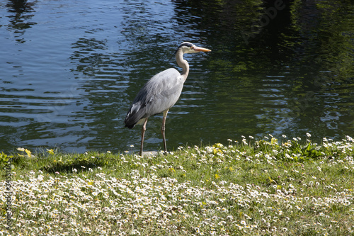 Heron standing next to a river