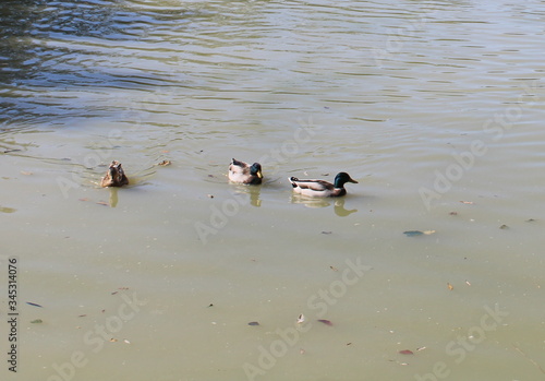 Ducks on the lake Achigvara in Sochi.