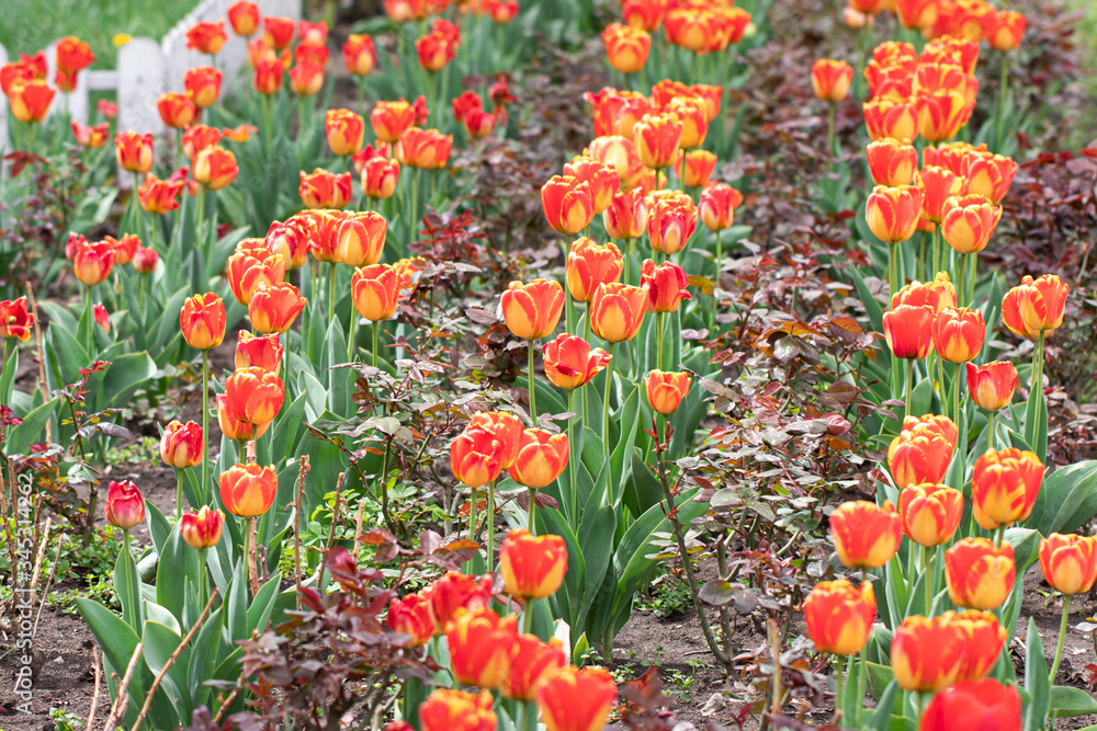 Red yellow tulips against green foliage. Colorful tulips