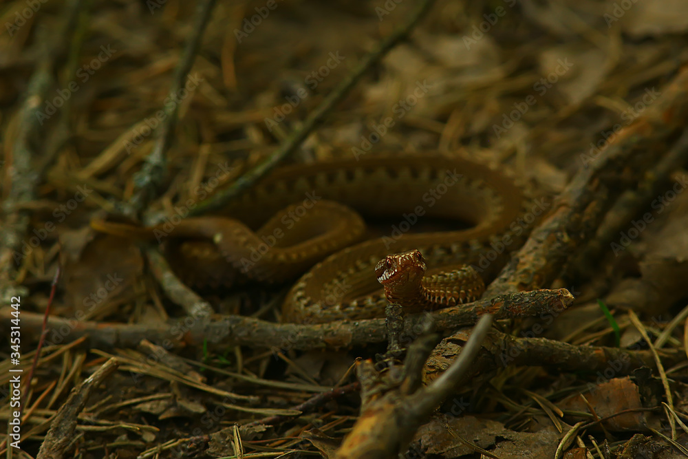 Obraz premium poisonous dangerous snake, viper in the wild, Russia swamp