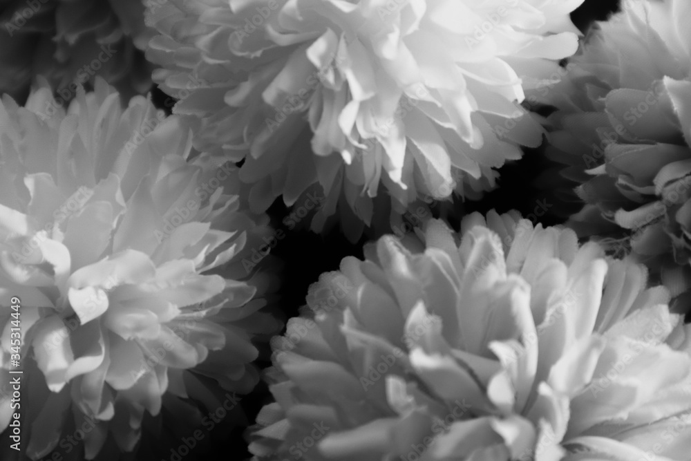 Beautiful abstract color black flowers on white background and blue graphic white flower frame and dark leaves texture, dark background, colorful graphics banner, white leaves, black leaves