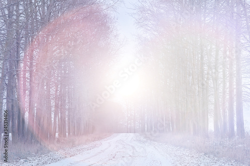 background sunny glare forest winter abstract background
