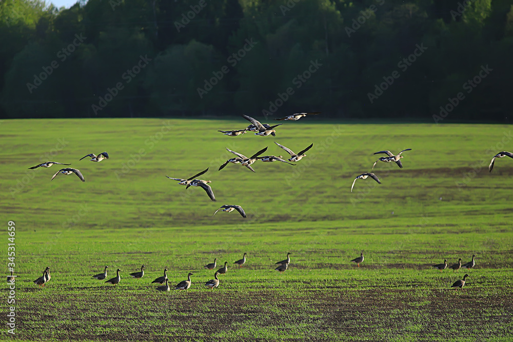 Fototapeta premium geese spring migratory birds in the field, spring landscape background
