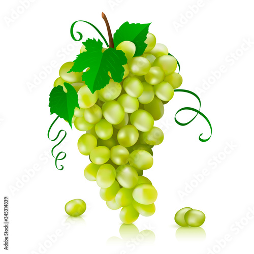 Vector illustration of green grapes. Realistic vector green bunch of grapes isolated on a white background.