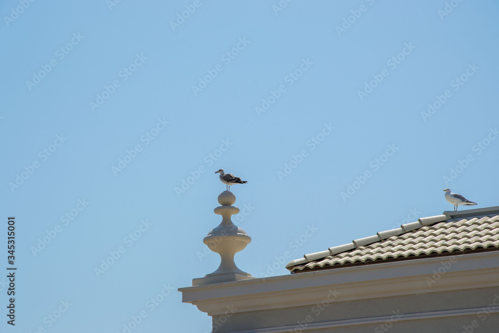 Obraz premium Seagulls on top of a building, rooftop, blue sky, nature