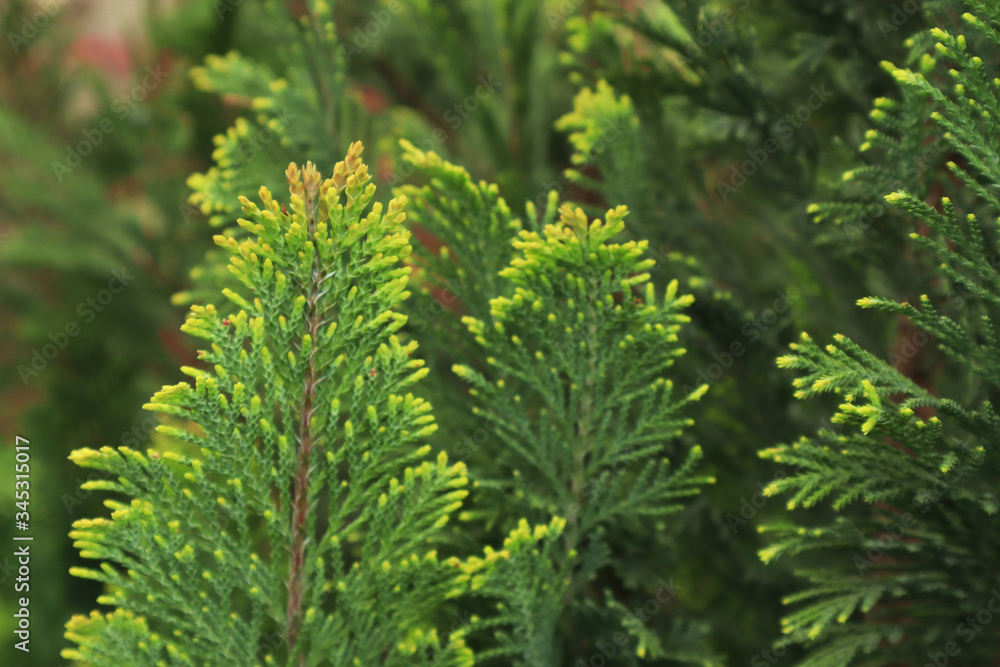 Young branches of Juniperus in the spring. Texture background for design Young branches of Juniperus in the spring. Texture background for design