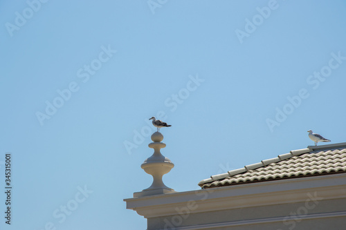 Seagulls on top of a building, rooftop, blue sky, nature