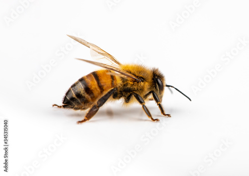 Bee isolated