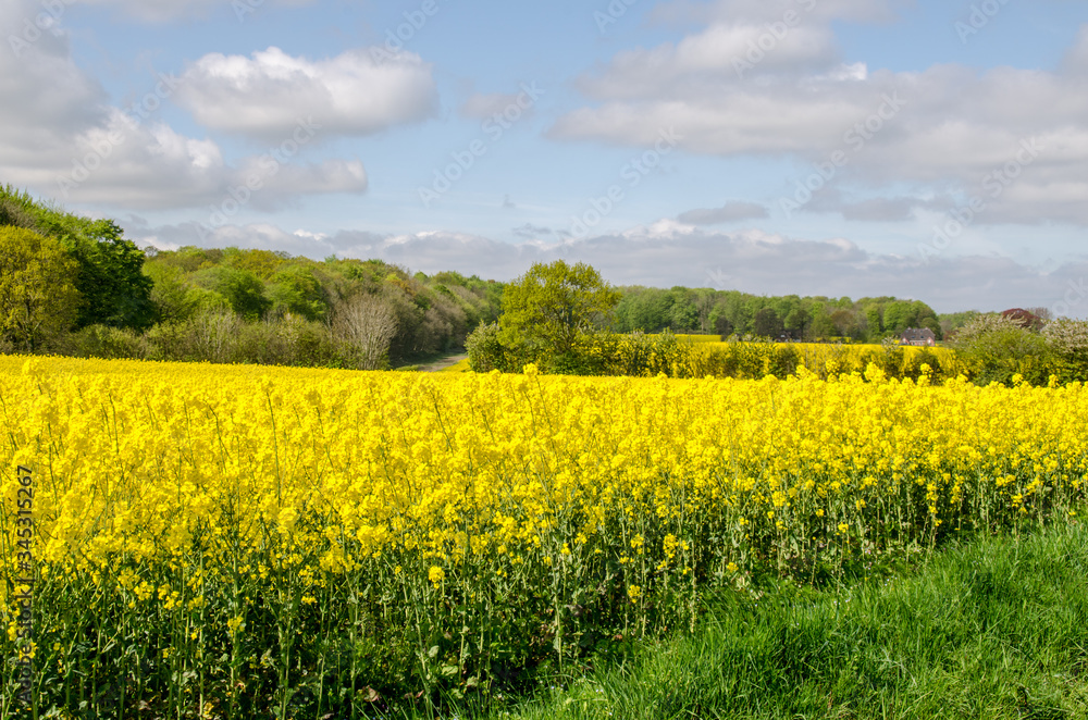 Obraz premium Landschaften, Rapsblüte in Angeln Schleswig-Holstein