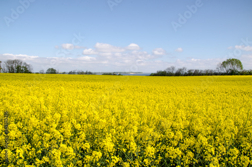 Landschaften, Rapsblüte in Angeln Schleswig-Holstein