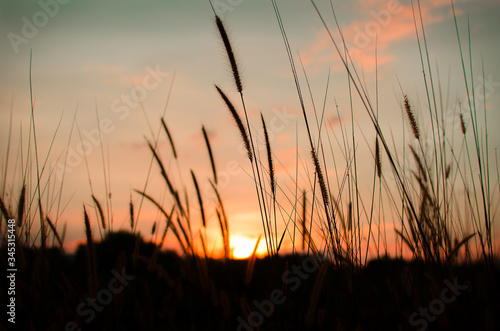 Amazing Sunset with a grass in the field