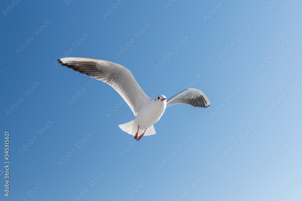 Single seagull flying in a sky as a background. Single seagull flying in a sky as a background.
