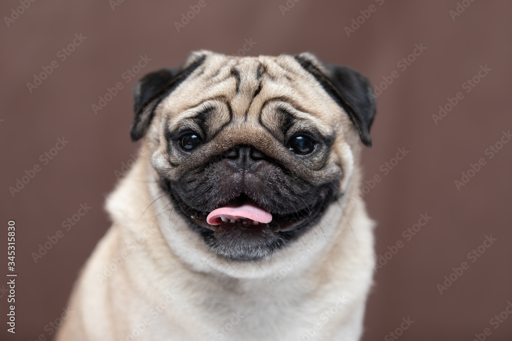 Adorable Dog cute pug breed happiness and smile on brown color background,purebred dog pug breed Concept