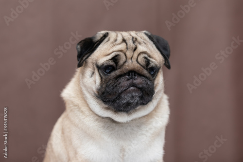 Adorable Dog cute pug breed happiness and smile on brown color background,purebred dog pug breed Concept © 220 Selfmade studio