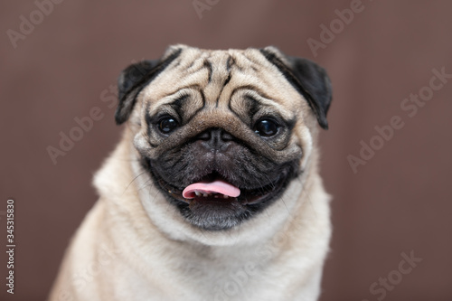 Adorable Dog cute pug breed happiness and smile on brown color background,purebred dog pug breed Concept © 220 Selfmade studio