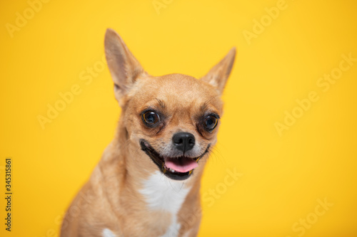 adorable dog Chihuahua breed making happy face and smile on yellow color background,dog smile ready to summer vacations,Chihuahua Purebred Dog Concept © 220 Selfmade studio