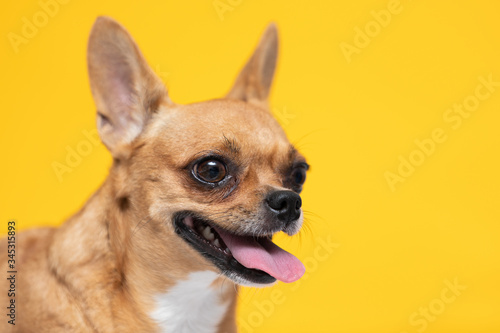 adorable dog Chihuahua breed making happy face and smile on yellow color background,dog smile ready to summer vacations,Chihuahua Purebred Dog Concept © 220 Selfmade studio