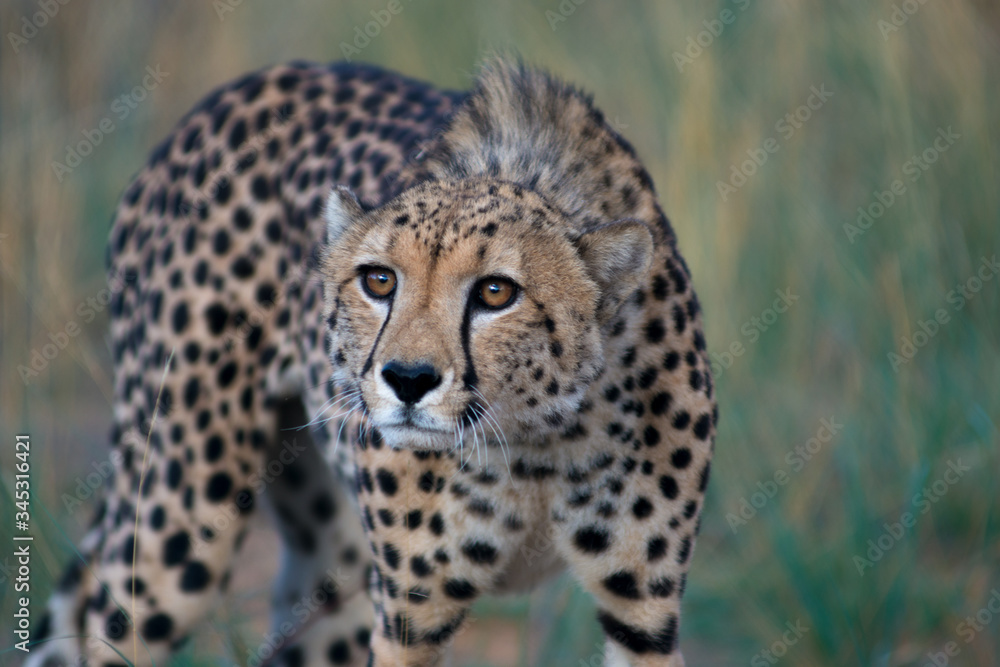 Cheetah Stare Cheetah Stare