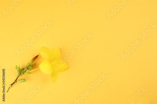 Yellow allamanda bell flower on yellow paper background text copy space minimalist concept photo