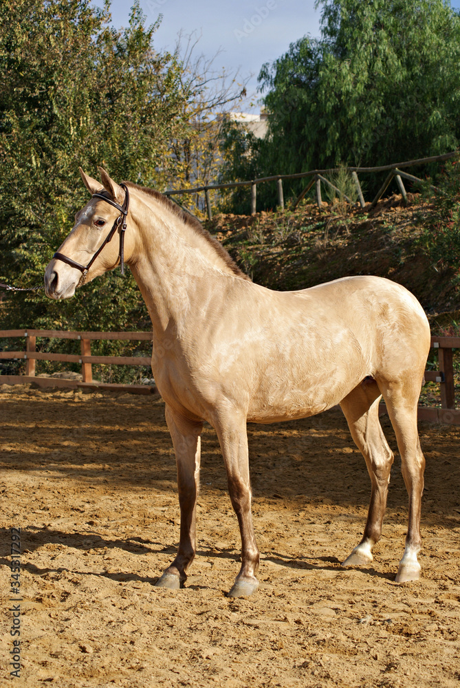 Portrait of a beautiful champagne spanish filly Portrait of a beautiful champagne spanish filly