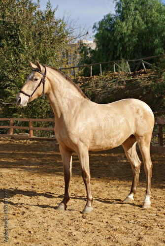 Portrait of a beautiful champagne spanish filly