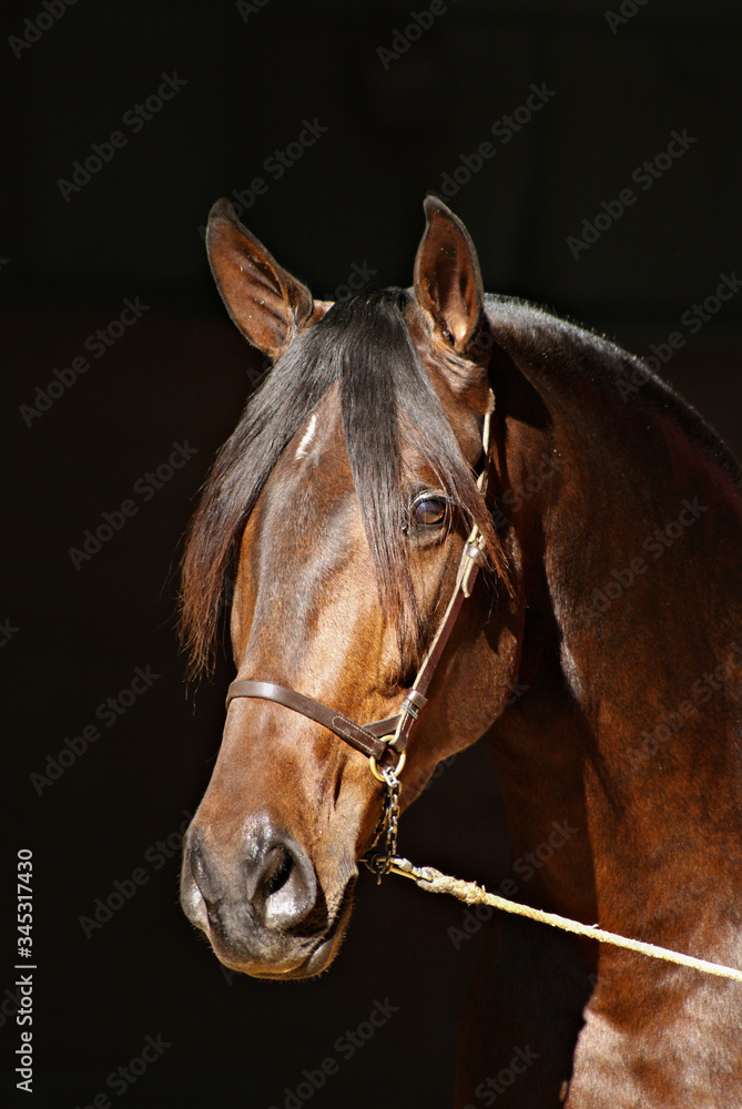 Obraz premium Portrait of the face of a shaved spanish mare with dark background