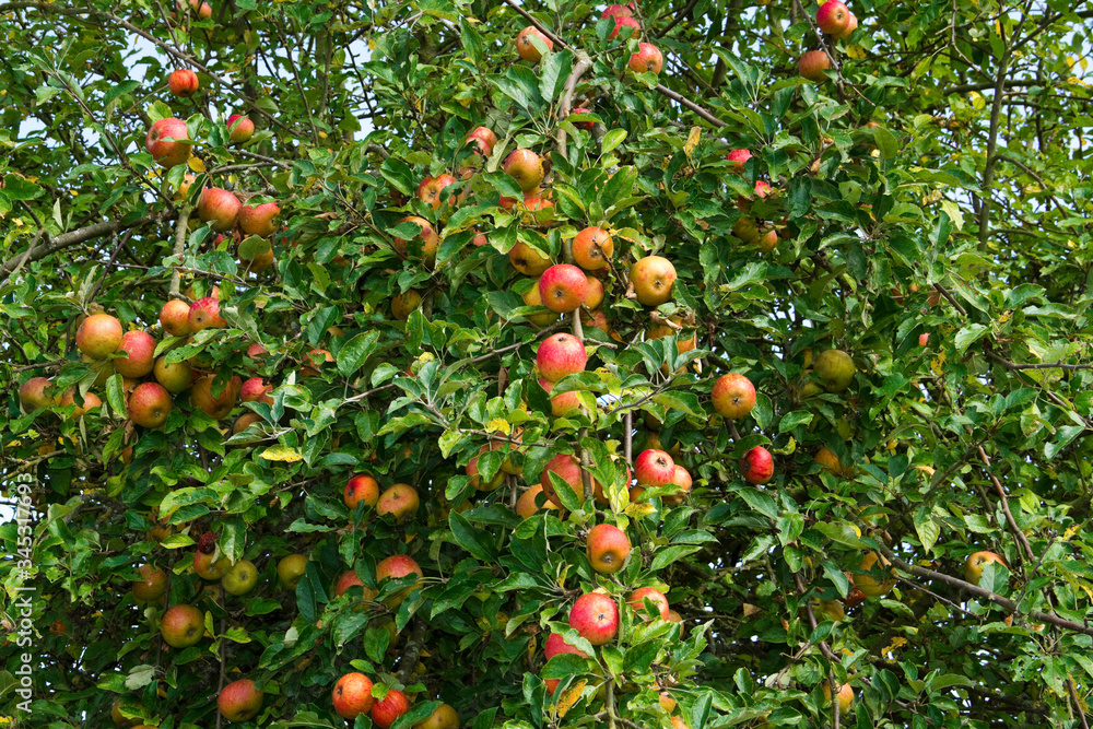 Frische Äpfel an apfelbaum 
