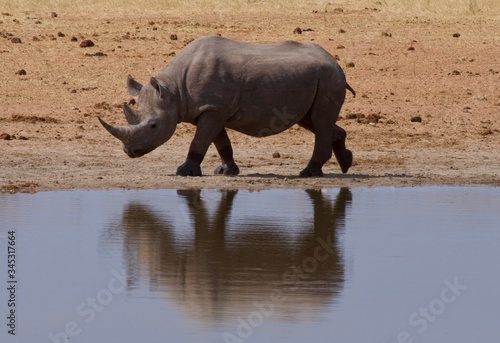 Etosha Park wildlife