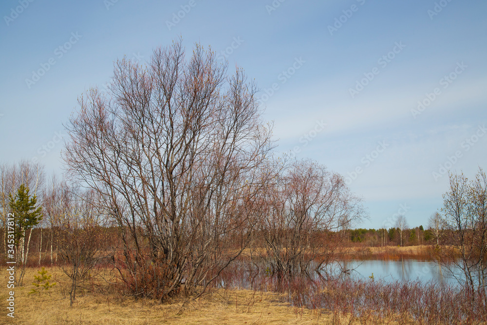 Spring on the lake. Spill in the spring. The trees in the water. Spring on the lake. Spill in the spring. The trees in the water.