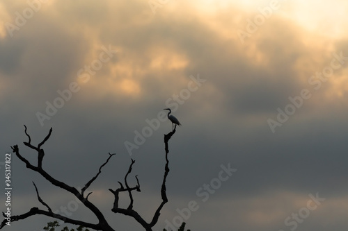 silhouette of a great blue heron 
