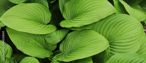 Fresh green young leaves in the spring. Texture background for design.