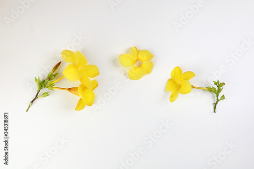 Yellow allamanda bell flower on white paper background text copy space minimalist concept © oqba