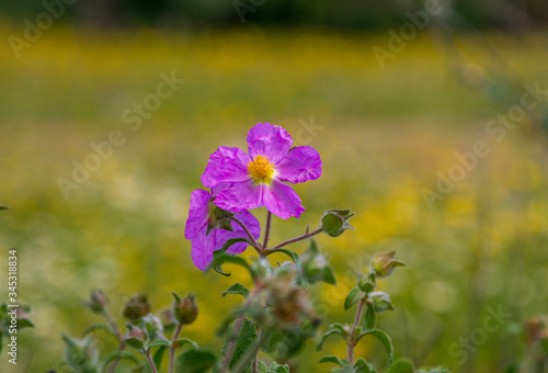 Obraz na plátně Close up beautiful blooming cistus or rockrose flowers with bright purple on petals