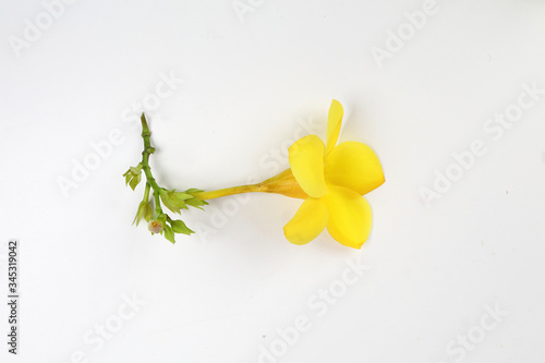 Yellow allamanda bell flower on white paper background text copy space minimalist concept