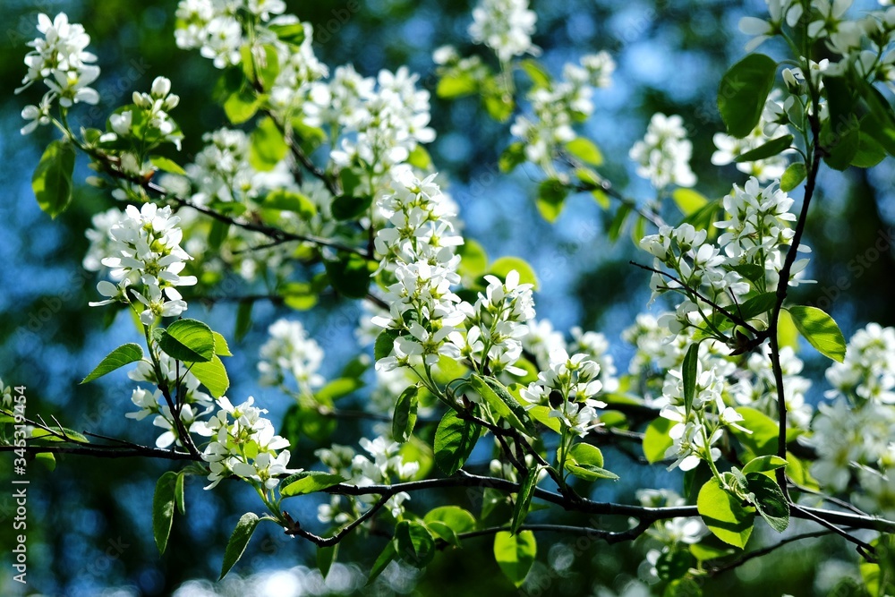Blooming Apple trees in spring. Blooming Apple trees in spring.