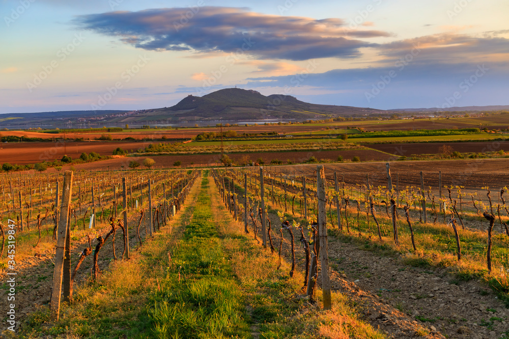Vineyard Sonberk and Palava hills, Southern Moravia, Czech Republic