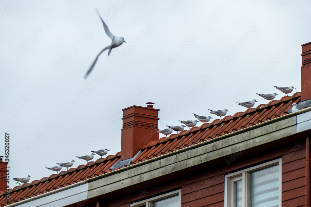 Row of seagulls sitting on a rooftop Row of seagulls sitting on a rooftop