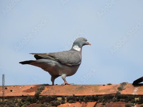 The pigeon walks on the roof top