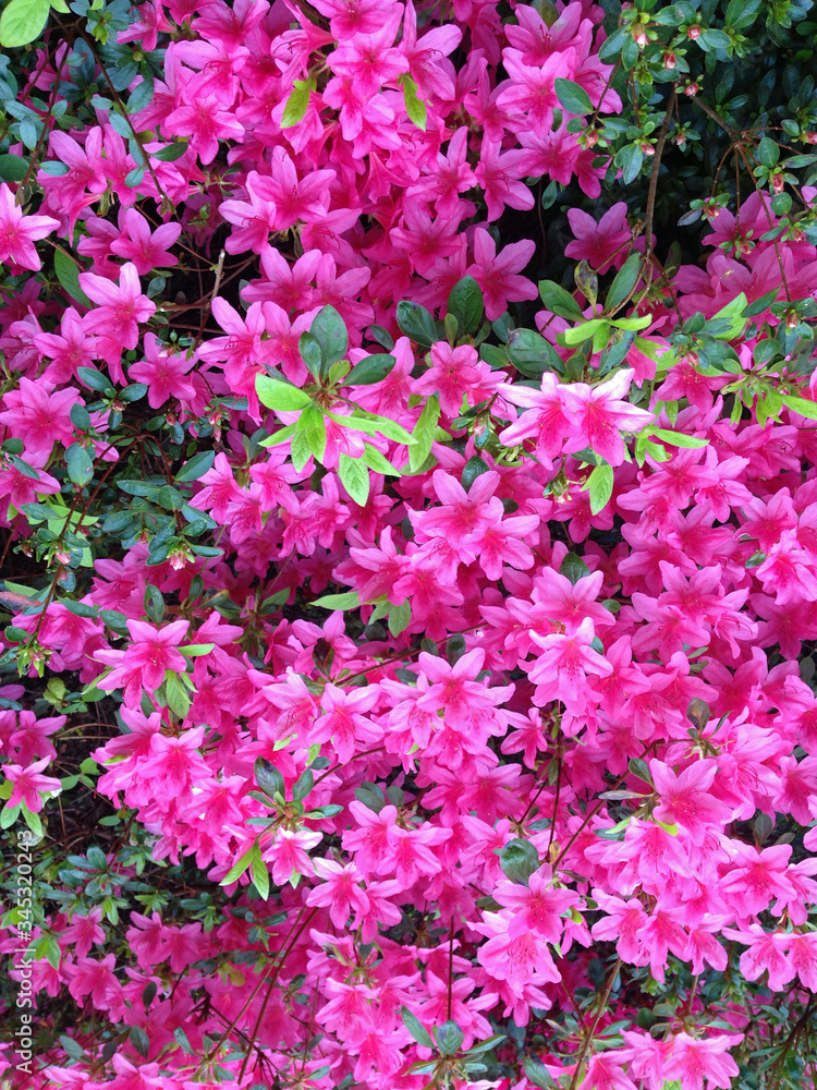 Fototapeta premium Azalea Flowers