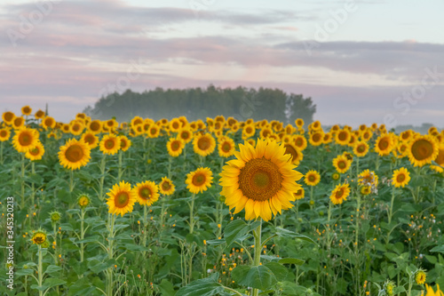 Sunrise over the field of sunflowers against a cloudy sky. Beautiful summer landscape. selective focus