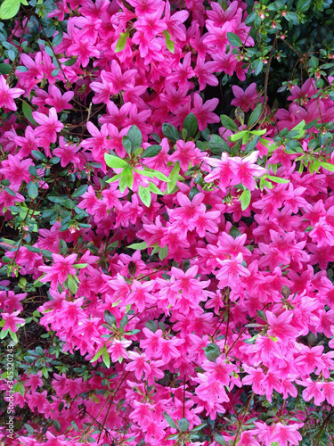 Azalea Flowers