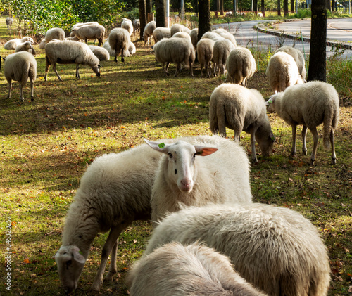 Fototapeta Naklejka Na Ścianę i Meble -  Flock of white sheep in a meadow beside a road